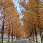 Metasequoia