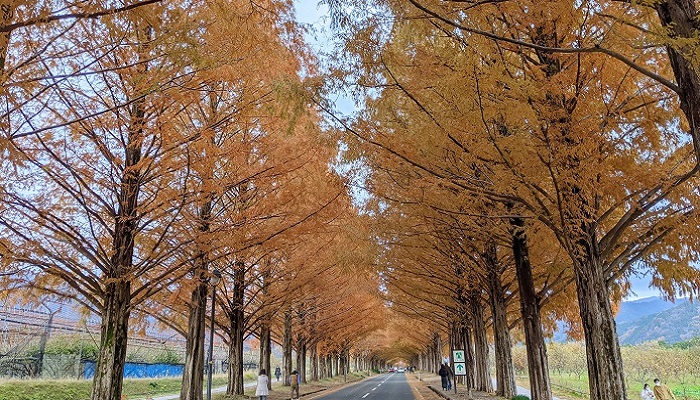 Metasequoia1