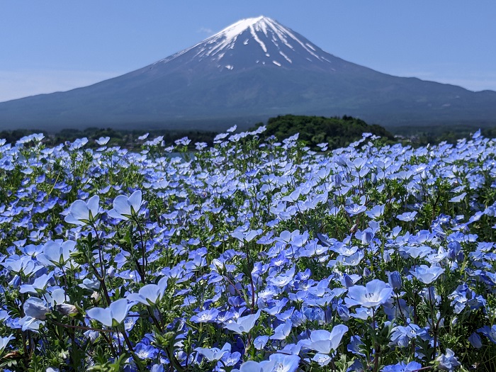 大阪から富士山への行き方とおすすめのスポット